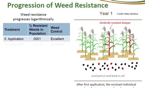 Principles Of Managing Herbicide Resistance Cotton Incorporated