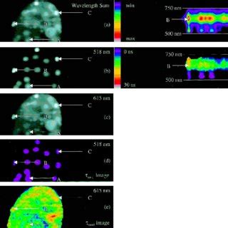 Spatially And Spectrally Resolved Image Of A Drosophila Salivary Gland