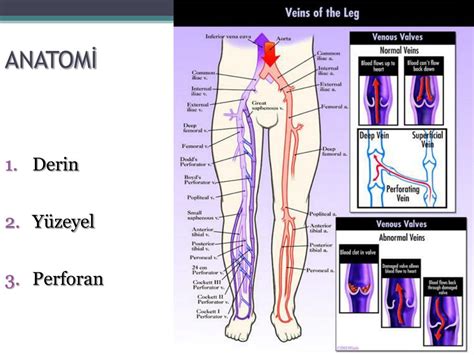 Ppt Kron K Ven Z Yetmezl K Ve Tedav S Powerpoint Presentation Free