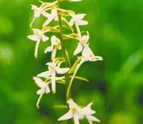Любка двулистная (ночная фиалка)/ Platanthera bifolia (L) Rich ...