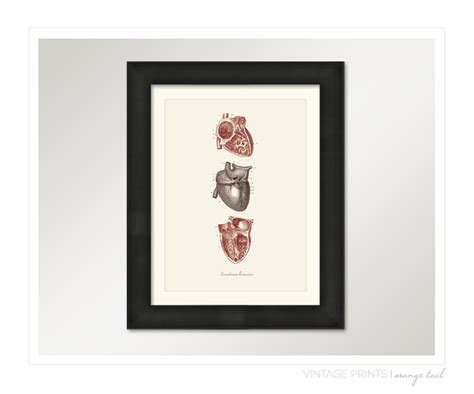 Vintage Human Anatomy Heart l'anatomie - Etsy