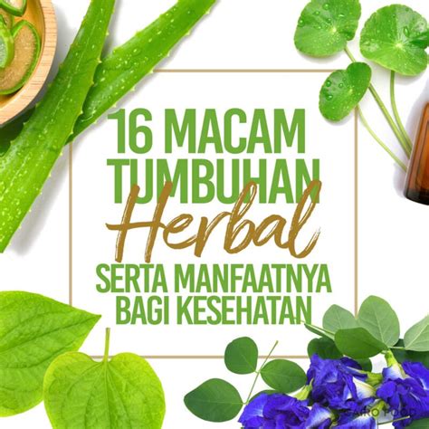 Macam Tumbuhan Herbal Serta Manfaatnya Bagi Kesehatan