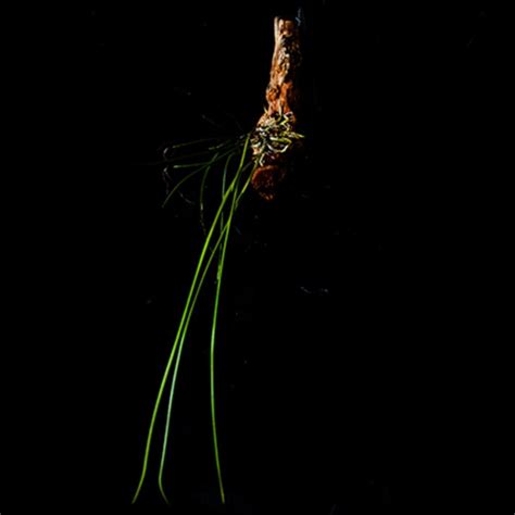 Brassavola Cucullata Rare Furniture Home Living Gardening Plants