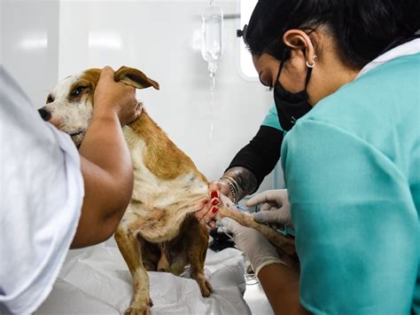 Quase mil animais estão cadastrados para castrações gratuitas Diário