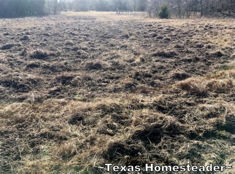 01-17 Wild Hogs Damage Pasture #TexasHomesteader - ~Texas Homesteader~