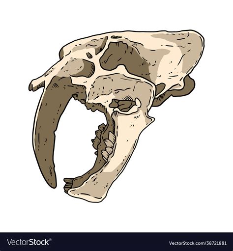 Saber Tooth Tiger Skull Front View