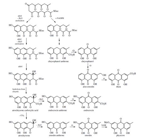 生物如何合成苯环（如大豆里的苯丙氨酸）这类物质？ 知乎