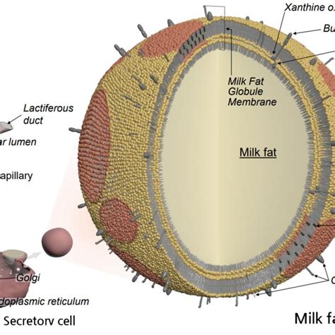 Three Dimensional Structure Of Milk Fat Globule Download Scientific Diagram