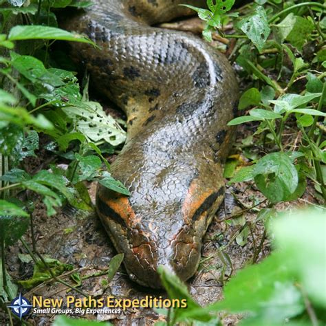 The Green Anaconda Of South America