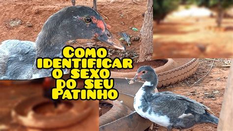 como saber se o pato é macho ou femea YouTube