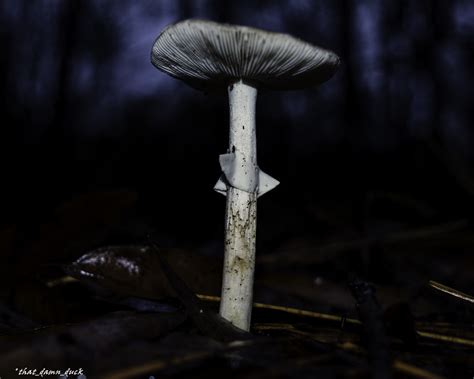 Mushroom At Night Thatdamnduck Flickr