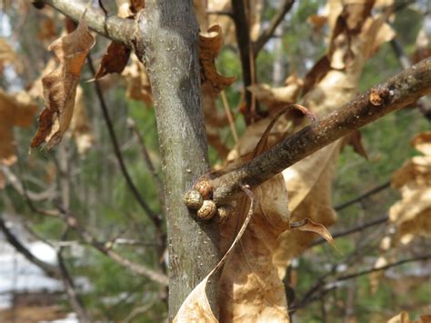 live oak tree leaves turning brown - Teresita Barksdale