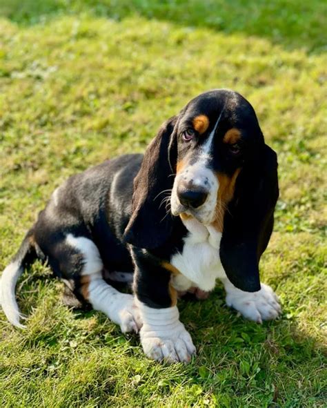 Basset Hound