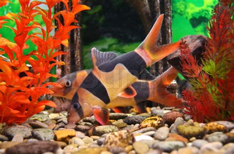 aquarium catfish | Stock image | Colourbox