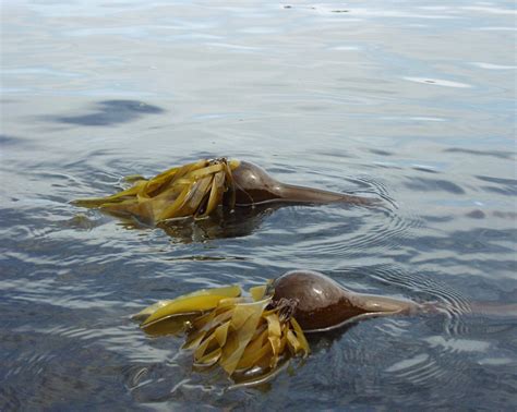 Bull Kelp Facts — SeaDoc Society