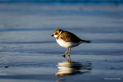 Long Beach Shorebirds - Michael McAuliffe Photography