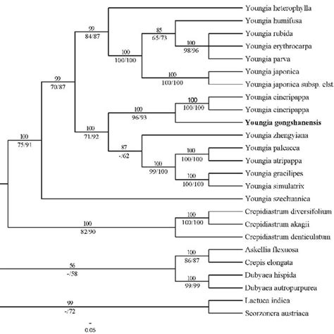 The 50 Majority Rule Consensus Tree Derived From Bayesian Analysis