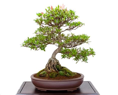 Types Of Bonsai - Imperial Bonsai