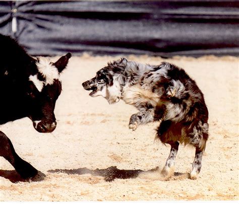 Aussie Herding A Cow Aussie Dogs Herding Dogs Koolie Dog