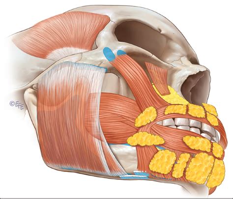 Chin Anatomy