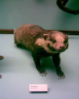 Salty Snaps Shots and the Whatnot: Aptly Named Hog Badger in a Museum