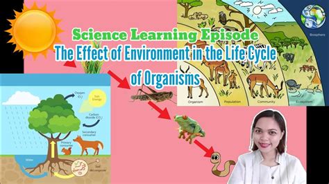 Effect Of The Environment On The Life Cycle Of Organisms Grade 4 Science Quarter 2 Week 6