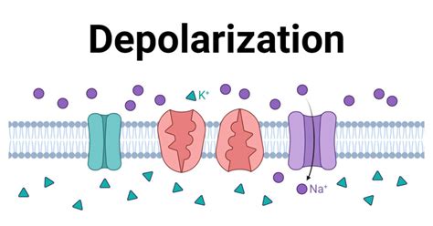 Depolarization Definition Mechanism Vs Repolarization