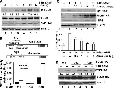 CYP11A1 Expression Is Regulated By C Jun Through Its N Terminal