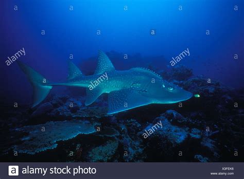 Bowmouth Guitarfish Rhina Ancylostoma High Resolution Stock Photography