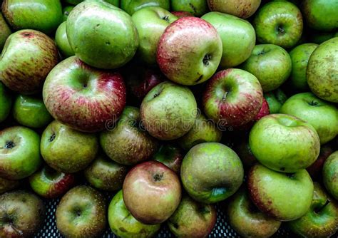 Malang Apple Fruit A Typical Fruit From The City Of Batu Malang East