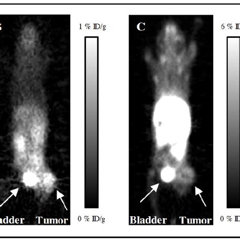 Uptake In The Primary Human Prostate Cell Lines PC 3 A And DU 145 B