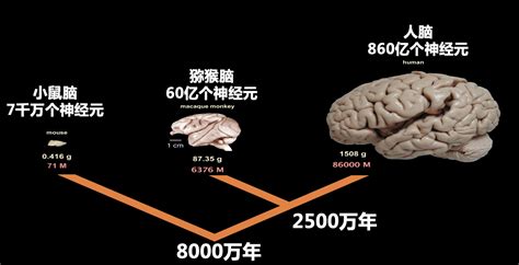 腾讯ai技术助力中国脑科学研究新突破 成果登上国际学术顶刊cell 快科技 科技改变未来