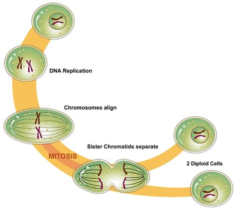 Identify And Diagram The Phases Of Mitosis And Cytokinesis