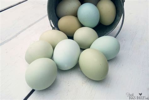 What Makes Blue Eggs Blue Fresh Eggs Daily® With Lisa Steele