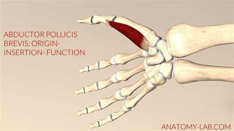 Abductor Pollicis Brevis Origin Insertion Function D Animation