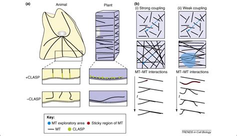 Spatial Organization Of Plant Cortical Microtubules Close Encounters