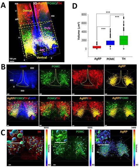 Distribution Of Pomc Agrp And Th Positive Neurons In The Hypothalamic