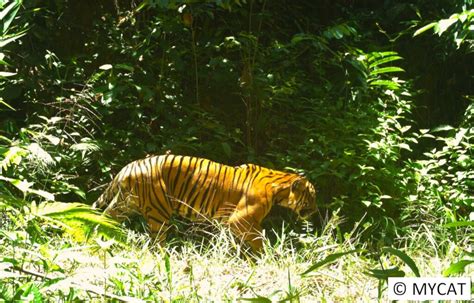 Protect the Malayan Tiger and restore its habitat - GlobalGiving