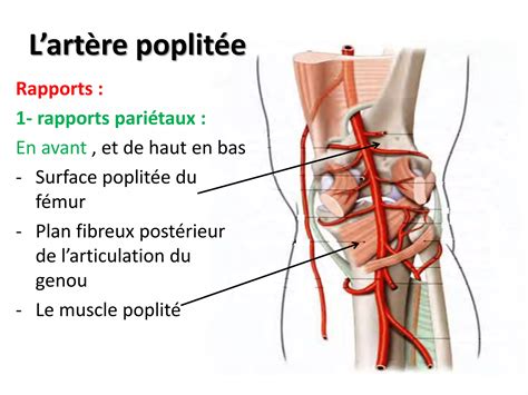 Anatomie Vascularisation Du Membre Inferieur Pdf