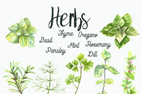 Watercolor Herbs Clip Art Set