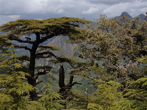 La Flore Du Djurdjura Kabylie Djurdjura