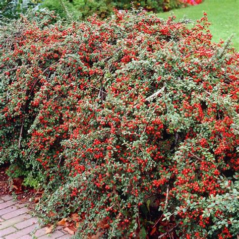 Cotoneaster Horizontalis Hedging Plants Cm Berried Deciduous Hedge