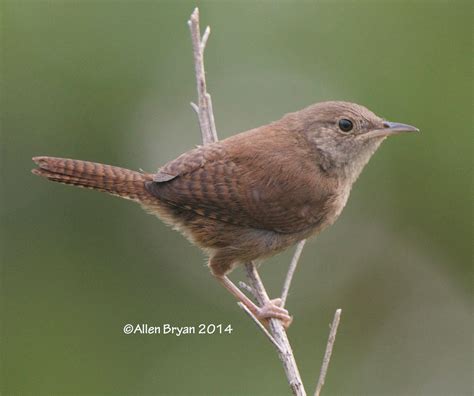 Wren Species In California Id Guide