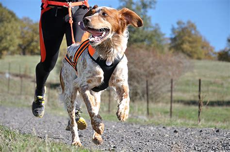 Canicross O Cómo Correr Con Tu Mejor Amigo • Blog De Senderismo Y