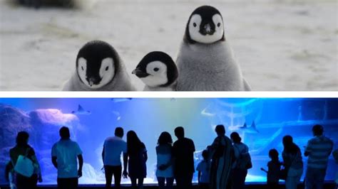 Acuario del Bajío se transforma y cambia de nombre a Sealand León