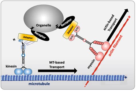 Topics Gigant Menetrey Institute For Integrative Biology Of The Cell