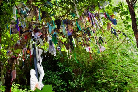 Centuries Beneath The Rag Tree Discover How The Irish Fairy Tree