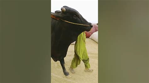 Heavy Black Sibbi Cow Mandi 2023 Biggest Bull Northern Bypass Karachi