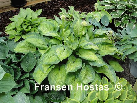 Hosta Paradigm Fransen Hostas