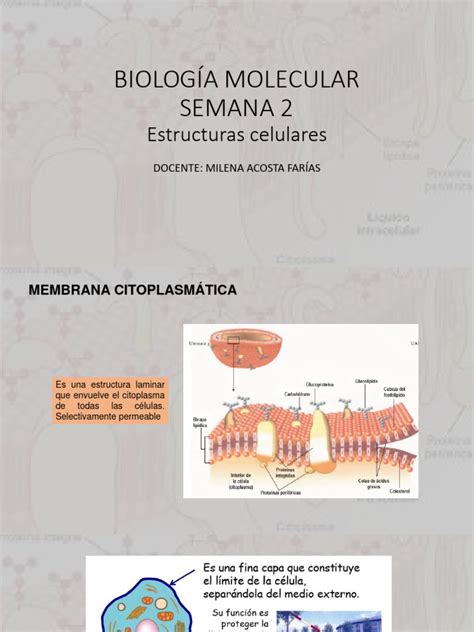 Semana 2 Biologia Pdf